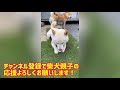 柴犬みかんママの教育動画【母犬による子犬のしつけ方】