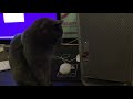 Cat tries to save Mac from Windows 10