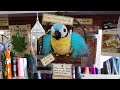 Nimbin Parrot