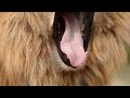Roars, Hoots, and Whistles: Loudest Animals on Earth! #trending #animals #facts #shortvideo #world