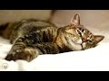 Music for Cats - Relaxing Sleep Music & Stress Relief / Peaceful Piano Music to Calm Cats