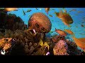 The Colors of the Ocean 8K ULTRA HD - The Best 8K Sea Animals for Relaxation & Calming Music