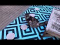 Sunrise Breakfast | Catio Chat Vlog #cats #animals #pets #catvideo