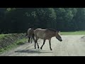 Przewalski Horses, Parc Omega