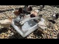 Baby's Pigeons Bath | Modena Pigeon Breeding ⁴ᴷ