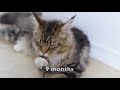 Maine Coon Molly Growing Up (2 Weeks - 1 Year)