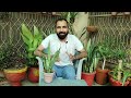 How to grow Snake plant faster,Propagate and Care Indoors|all about Snake plant #viral