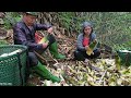 A small family harvests bamboo shoots goes to the market to sell & cooks a happy family meal