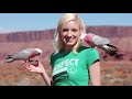 How I Became a BIRD TRAINER! | How to Get Into Bird Training