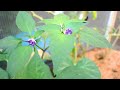 How to Grow Amazing, Chilli, Bell Pepper, Capsicum | Garden Tour | Rare Unusual Varieties | Guide