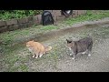 폭우에 고양이들은 어떻게 지낼까? / 고양이들과 함께 하는 시골살이 vlog