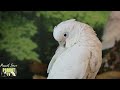 Evening Birdie Zen | HD Parrot TV VIDEO EDITION | 3+ Hours | Bird Room TV