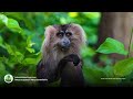 Lion tailed Macaque Macaca silenus are endangered in #India from #palmoil