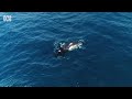 The clever way killer whales hunt stingrays | Whale Wisdom with David Attenborough | ABC TV + iview