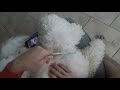 My dematting tool -- an absolutely essential grooming tool for my Goldendoodle