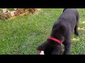 Akita puppy confuses herself