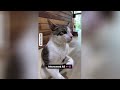 Best Cats Video 2024😍Funniest Animal Video😁 #1