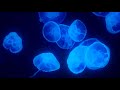 The world's most relaxing jellyfish aquarium screensaver! 4K UHD