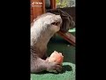 cute baby animal moments compilation funny Tik Tok