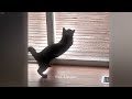 You Laugh You Lose😻👋Funniest Dogs and Cats 2024🤔