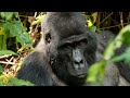 Gorilla and Chimpanzee Trekking in Uganda