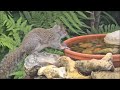 Our new young squirrel visitor taking a water break and enjoying the peanuts