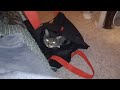 cat and bag adventure