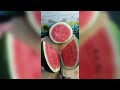 Watermelon Type Of Cutting | Smooth Cutting | How To Watermelon Cutting New Design