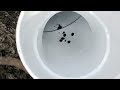 EASY DIY Underground Buried Downspout System 10 Minute FULL Tutorial - Skill Level 1 Minimum Tools