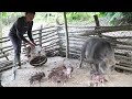 The sow has given birth. Make more barns to raise more pigs. Green forest life