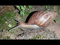 siput darat snails
