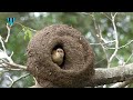 The Rufous Hornero Nesting || Engineer Bird Nesting