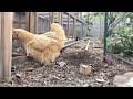 25 minutes of 4 day old chicks and mother hen
