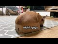 Dog Logic : If It Fits I sits | FUNNY ENDING 😂