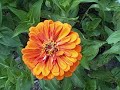 Growing Zinnias - From Seed to Out in the Garden [Zinnia Flower]