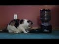 Miss Kitty Outsmarts Food Dispenser