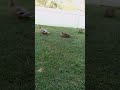 napping duckies