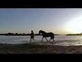 Horses enjoying the water at sunset