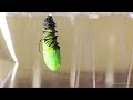 Monarch Caterpillar Turning Into a Chrysalis Timelapse