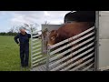 Limousin bull going to meet the cows on the pasture