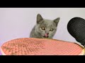 Cat eating licking food and creamy treats ASMR