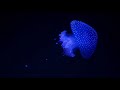 【UNDERWATER】Deep Meditation Music: Relax Mind Body, Inner Peace, Relaxing Music