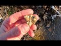 SECRET GOLD MINE Huge nugget!!!