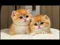 Relax with Cute Cats Listening to Soothing Music - Instant Mood Booster!