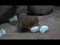 Tiny Dwarf Mongooses Crack Open Eggs