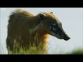 Caracara and Coati Fight Over Food | Wild Brazil | BBC Earth