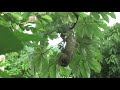 SPIDER MONKEYS IN COSTA RICA