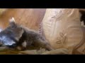 Raccoon says: GIVE ME CAT!