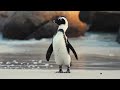 Penguins: Masters of the Antarctic Ice 🐧 #penguins #animals #cute #funny #trending #wildlife #fun