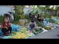 Harvesting Giant Watermelon on sandy soil to market sell- Gardening|Harvesting Fruits and Vegetables